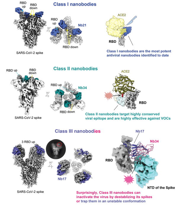 Une premiere classification des nanocorps © CWRU