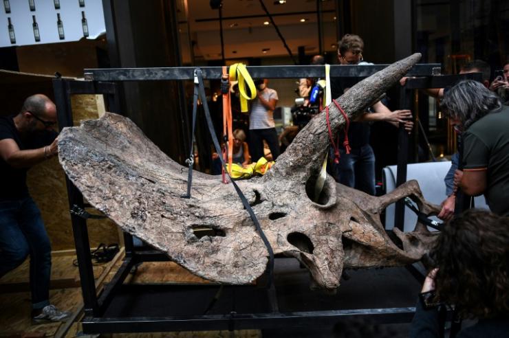 Le tricératops baptisé "Big John", exposé à Paris le 31 août 2021, avant sa vente aux enchères le 21 octobre © AFP/Archives Christophe ARCHAMBAULT