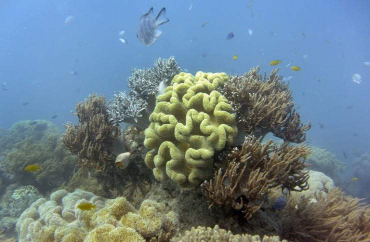 Des coraux sur la Grande barrière de corail, en Australie, en 2014 © AFP/Archives William West