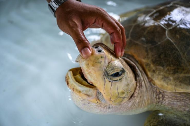 Biologiste examinant une tortue de mer le 23 novembre 2021 au Centre de biologie marine de Phuket en Thaïlande © AFP Lillian SUWANRUMPHA