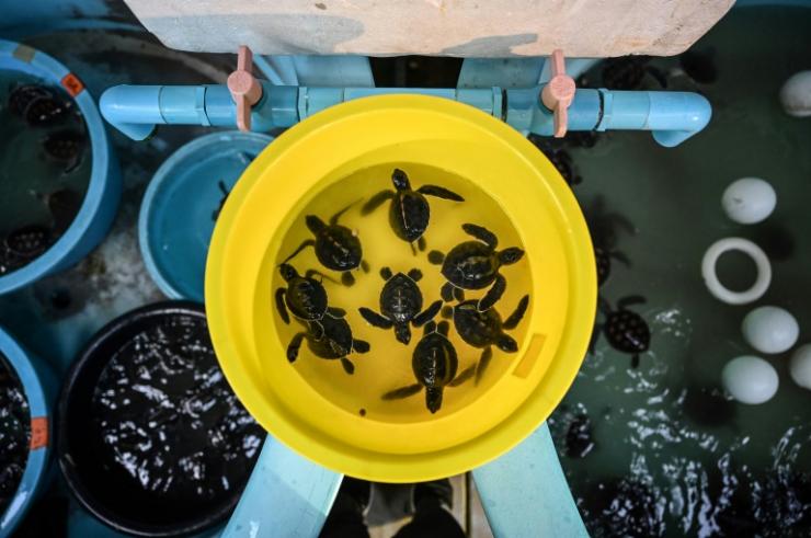 Bébés tortues élevées au Centre de biologie marine de Phuket en Thaïlande le 23 novembre 2021 © AFP Lillian SUWANRUMPHA