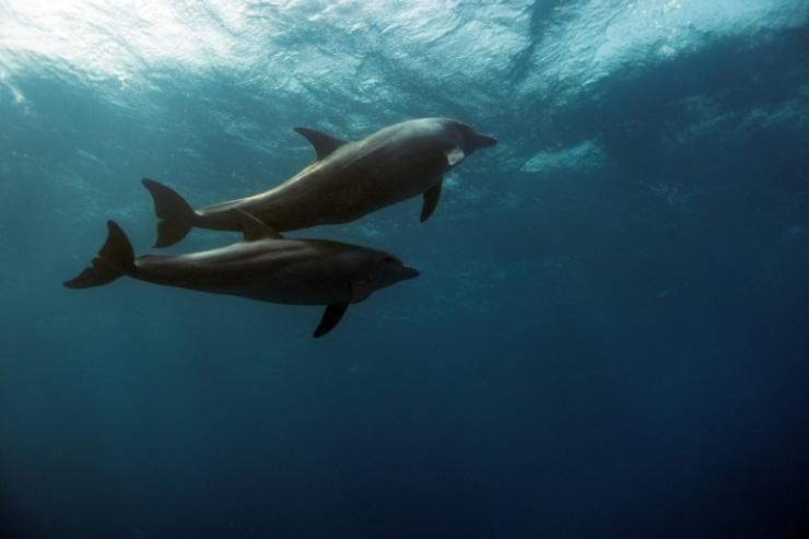 ne nouvelle étude montre que les dauphins femelles dauphins possèdent un clitoris fait de tissus érectiles qui pourrait jouer un rôle important dans la stimulation sexuelle © AFP/Archives EMILY IRVING-SWIFT