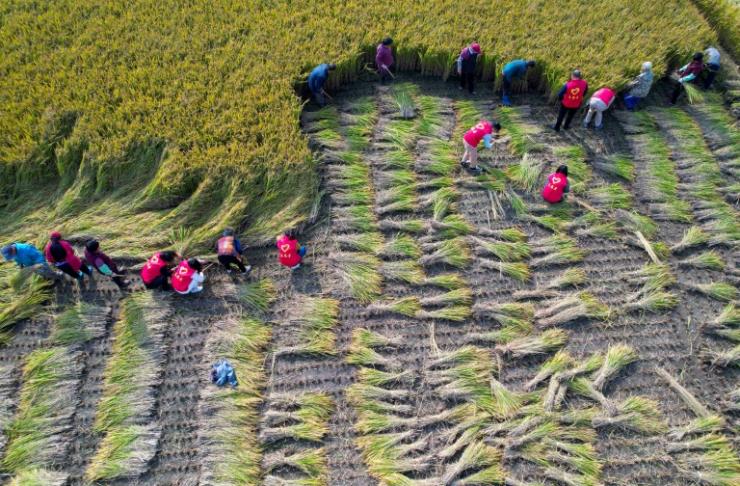Récolte du riz à Huzhuang, le 1er novembre 2021 en Chine © AFP/Archives STR