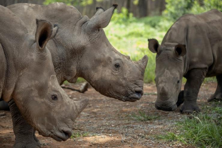 De jeunes rhinos dans un "orphelinat" pour rhinocéros de la province du Limpopo, en Afrique du Sud, le 9 janvier 2021 © AFP/Archives Michele Spatari