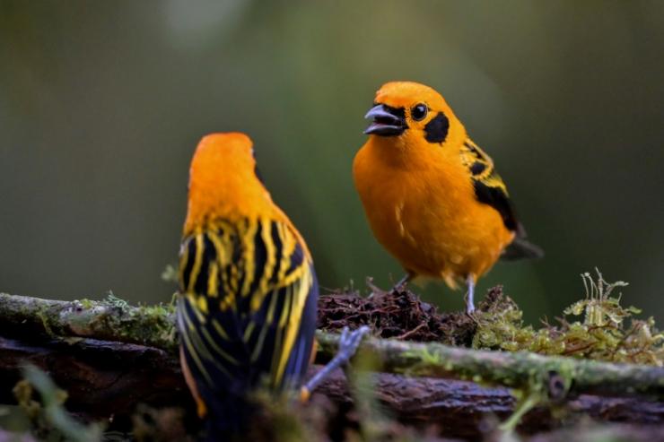 Des oiseaux de la forêt de San Antonio, près de Cali, le 11 février 2022 en Colombie © AFP Luis ROBAYO