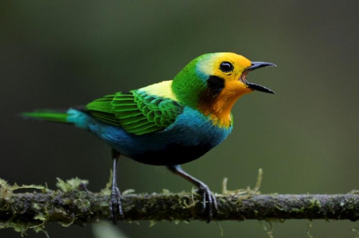 Un oiseau de la forêt de San Antonio, près de Cali, le 11 février 2022 en Colombie © AFP Luis ROBAYO