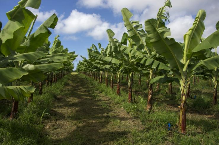 Une bananeraie en Guadeloupe, en 2018 © AFP/Archives Helene Valenzuela