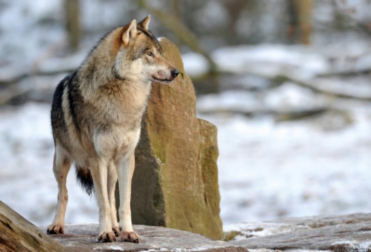 Les loups gris sont toujours plus nombreux dans l'Hexagone, avec une population estimée à 921 à la sortie de l'hiver 2021-2022 © AFP/Archives JEAN-CHRISTOPHE VERHAEGEN