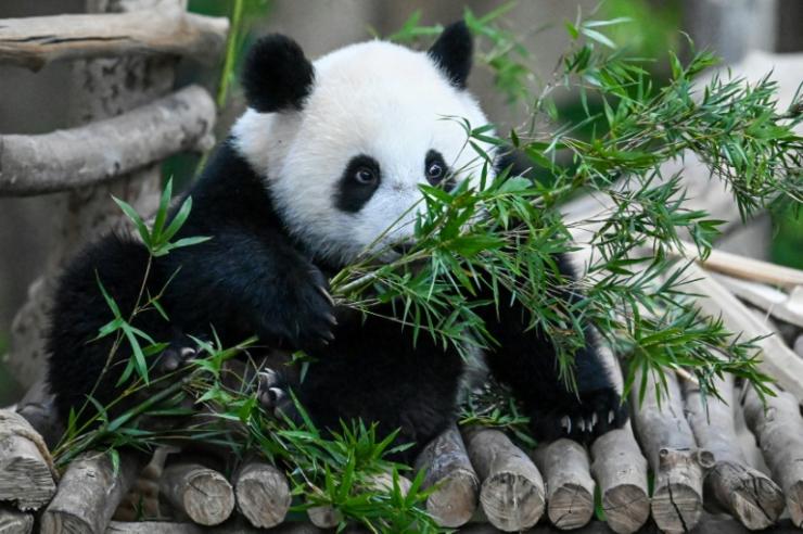 Sheng Yi, une femelle panda, se nourrit de feuilles de bambou au zoo national de Kuala Lumpur, le 25 mai 2022 © AFP/Archives Mohd Rasfan