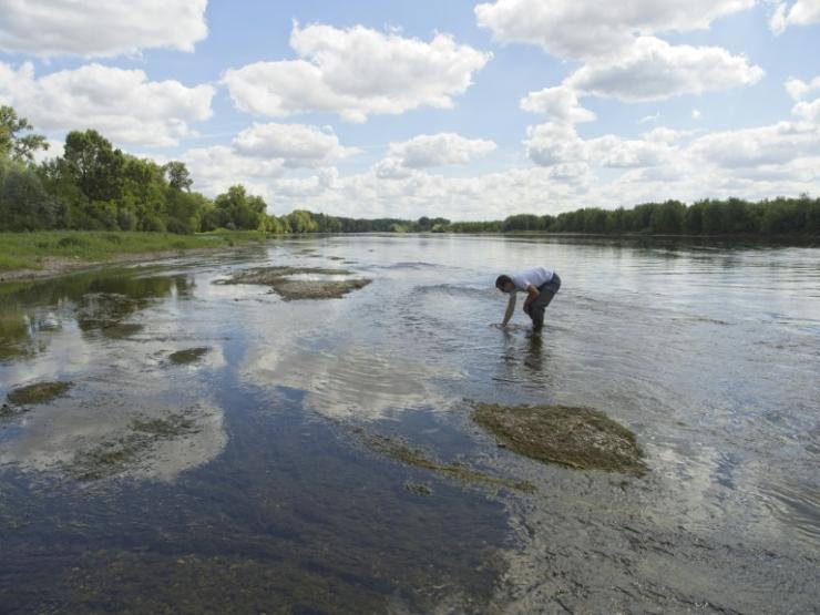 L'éclaircissement des eaux de la Loire, ici à Vouvray, en Indre-et-Loire, le 27 juillet 2022, a été bénéfique pour le développement de la végétation aquatique © AFP GUILLAUME SOUVANT