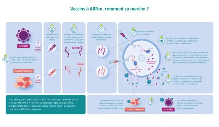 Un «vaccin ARN» pour remplacer OGM et pesticides dans les champs