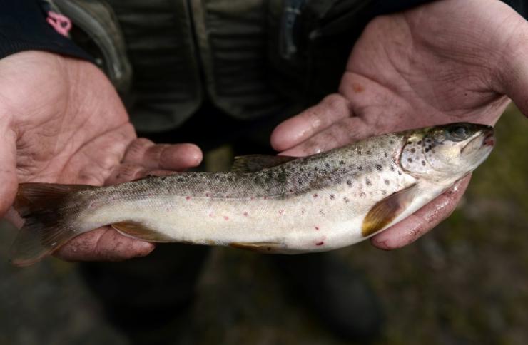 Consommer un poisson d'eau douce pêché dans les lacs et rivières américains revient à boire durant un mois de l'eau contaminée avec des polluants dits "éternels", selon une étude © AFP/Archives Iroz Gaizka
