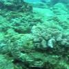 Sauvetage de coraux à l'île Maurice