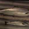 Comment fabriquer... un saumon transgénique ?