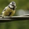 Mai : au bonheur des oiseaux nourrissant leurs petits