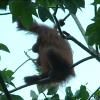 Les orangs-outans de la Kinabatangan