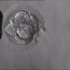 Dessein d'embryon