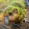un kakapo