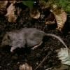Décomposition d'un rat