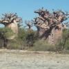 Graine de baobab