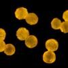 grains de pollens au microscope