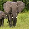 elephants  d'Afrique : une mère et son petit