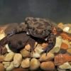 grenouille menacée d'extinction