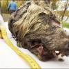 Un loup géant vieux de 40 000 ans refait surface en Sibérie