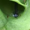 La salamandre proie d’une plante carnivore canadienne