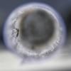 Un moustique Aedes aegypti infecté par une bactérie permettant d'éradiquer la dengue, lors du programme mené au Brésil en 2017  © AFP/Archives Apu Gomes