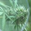 Cannabis-médicaments : premiers essais au Royaume-Uni