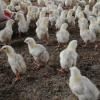 Grippe aviaire : sur les traces du virus