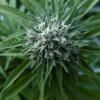 Le cannabis thérapeutique bientôt expérimenté en France