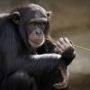 Photographie de chimpanzée
