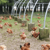 élevage de poulets