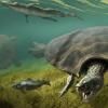 La plus grosse tortue d'eau douce révèle ses secrets
