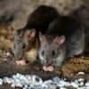 Des rats mangeant des grains de riz © AFP/Sanjay Kanojia