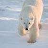 Photo transmise le 17 juillet 2020 par l'association Polar Bears International, montrant un ours polaire à Churchill, dans le Manitoba, Canada, en 2007 © POLAR BEARS INTERNATIONAL/AFP BJ Kirschhoffer