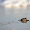 Plusieurs dizaines de bébés tortues de l'espèce Caretta Caretta, ou tortue caouanne, ont éclos ces dernières 24 heures sur la plage publique de Fréjus (Var), où une femelle était venue pondre en juillet © AFP / Archives Evaristo Sa