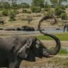 Le rôle sous-estimé des grands éléphants mâles