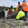 Un 110e globicéphale secouru en Tasmanie