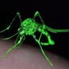 Contre la dengue, un moustique OGM hightech