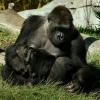 Des gorilles du zoo de San Diego (Californie) testés positifs au Covid-19