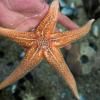 Une étoile de mer à la station marine de Concarneau, le 9 mars 2021 © AFP Fred Tanneau 