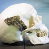 Un crâne d'Homo sapiens à Rotterdam en janvier 2014 © ANP/AFP/Archives Lex Van Leshout 