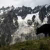 Une vache paît près du glacier de Planpincieux dans les Alpes italiennes, le 3 août 2021 © AFP Marco Bertorello