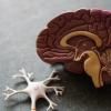 cerveau language apprentissage neuroscience