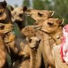 Des chameaux clonés dans un enclos du Centre de reproduction biotechnologique de Dubaï, le 4 juin 2021 aux Emirats arabes unis © AFP Karim SAHIB