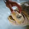 Biologiste examinant une tortue de mer le 23 novembre 2021 au Centre de biologie marine de Phuket en Thaïlande © AFP Lillian SUWANRUMPHA