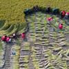 Récolte du riz à Huzhuang, le 1er novembre 2021 en Chine © AFP/Archives STR